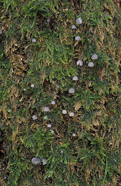 Mycena pseudocorticola